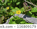 Akita Komagatake Miyamadaikonsou 01 116809179