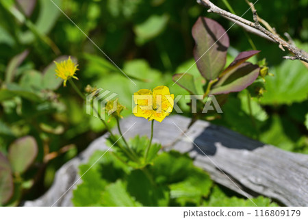 Akita Komagatake Miyamadaikonsou 01 116809179