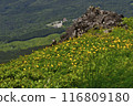 Akita Komagatake, Miyamakinbai Colony 116809180