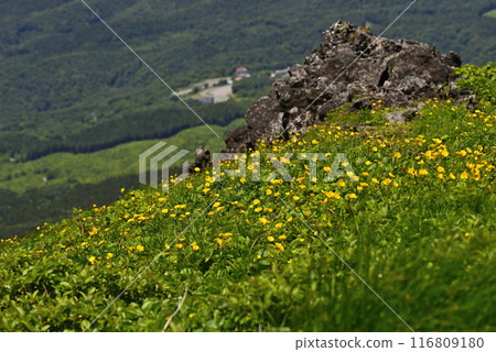 Akita Komagatake, Miyamakinbai Colony 116809180