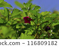 Akita Komagatake Red Strawberry 116809182