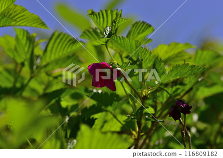 Akita Komagatake Red Strawberry 116809182