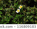 Akita Komagatake Aleutiana 05 116809183