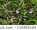 Akita Komagatake Insect Viola 01 116809184