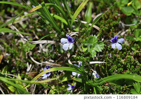 Akita Komagatake Insect Viola 01 Akita Komagatake Insect Viola 01 116809184