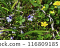 Akita Komagatake Insect Viola 02 116809185