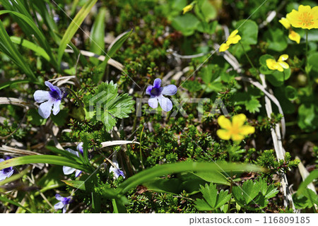 Akita Komagatake Insect Viola 02 Akita Komagatake Insect Viola 02 116809185