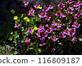 Akita Komagatake Rockfoil Colony 116809187