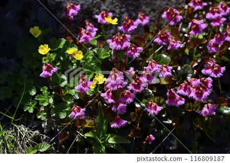 秋田駒岳岩鏡群落 116809187