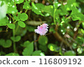 Akita Komagatake Koiwakagami 116809192