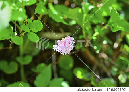 Akita Komagatake Koiwakagami Akita Komagatake Koiwakagami 116809192