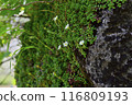 Akita Komagatake Rock 116809193