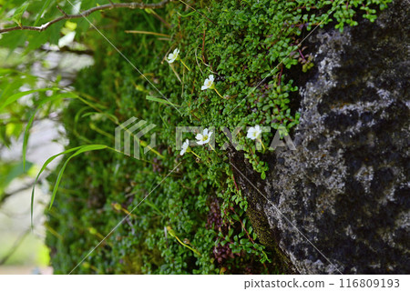 Akita Komagatake Rock 116809193