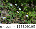 Akita Komagatake Strawberry 116809195