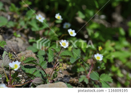 Akita Komagatake Strawberry 116809195