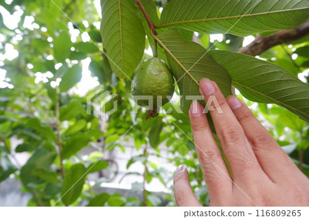 Guava fruit on the tree in the garden with green leaves background Guava fruit on the tree in the garden with green leaves background 116809265
