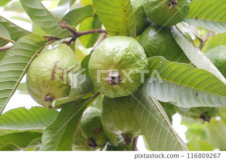 Guava fruit on the tree in the garden with green leaves background Guava fruit on the tree in the garden with green leaves background 116809267