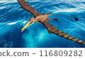 Rhamphorhynchus flying over the ocean 116809282
