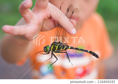 A dragonfly caught by a boy 116809285