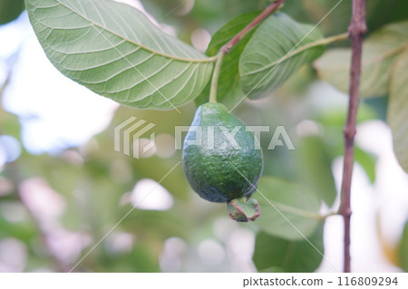 Guava fruit on the tree in the garden with green leaves background Guava fruit on the tree in the garden with green leaves background 116809294