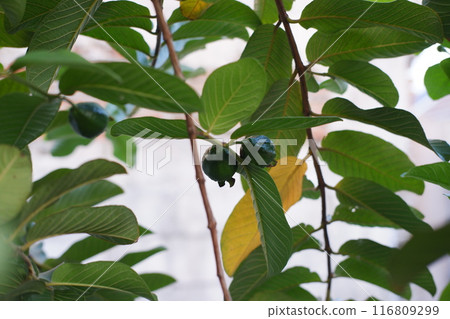 Guava fruit on the tree in the garden with green leaves background 116809299