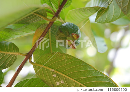 Guava fruit on the tree in the garden with green leaves background 116809300
