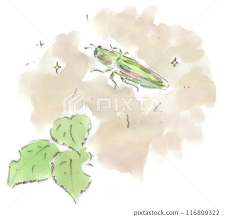 夏季生物、金屬綠甲蟲和球甲蟲的水彩插圖 116809322