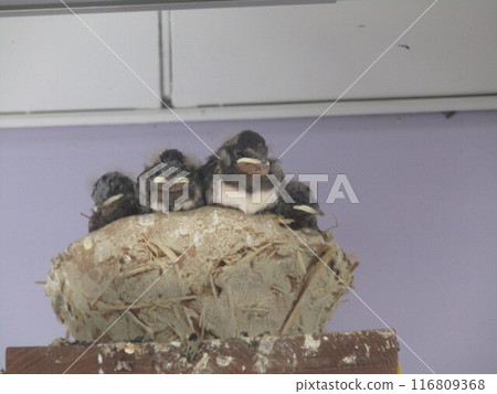 燕子孩子自立的日子快到了。 116809368