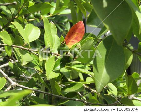 Guava fruit is yellow when ripe Guava fruit is yellow when ripe 116809374