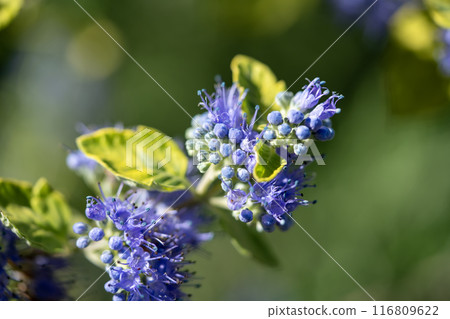 錦蕨屬的藍色花朵 錦蕨屬的藍色花朵 116809622