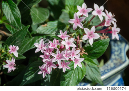 可愛的粉紅色五角花 可愛的粉紅色五角花 116809674