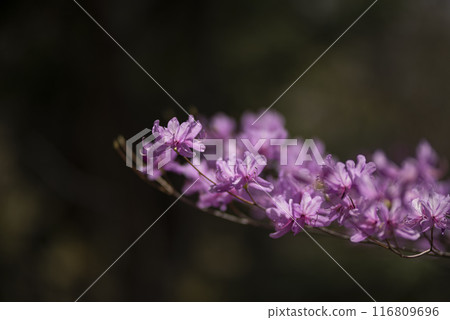 盛開粉紅色花朵的杜鵑花 116809696