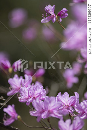 Pink-flowered Mitsuba Azalea Pink-flowered Mitsuba Azalea 116809697