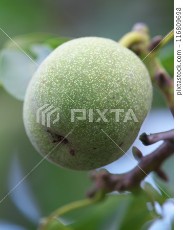 Unripe Japanese walnuts on a tree 116809698