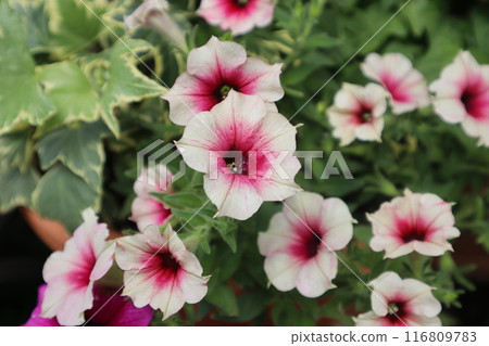 Summer flowers bicolor petunia Summer flowers bicolor petunia 116809783