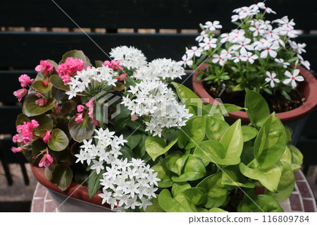 Summer flower arrangements and pots Summer flower arrangements and pots 116809784