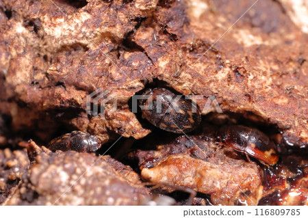 生物： 昆蟲：中間和左邊有一隻甲蟲。右邊的是路易斯蝎子 116809785