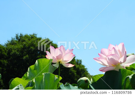 The mystical beauty of lotus flowers against the blue sky The mystical beauty of lotus flowers against the blue sky 116809786