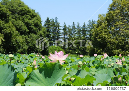 The mystical beauty of lotus flowers against the blue sky The mystical beauty of lotus flowers against the blue sky 116809787