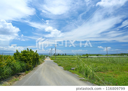 Okinawa, Yomitan Village, a beautiful sea beyond the sugar cane fields 116809799