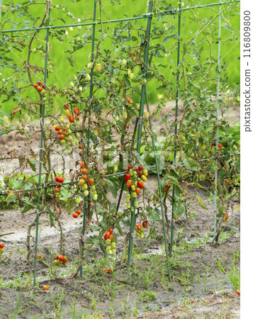 Scenery of a tomato field 116809800
