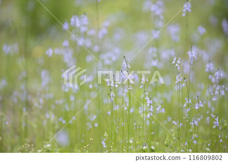 春天田裡盛開的松蘭 春天田裡盛開的松蘭 116809802