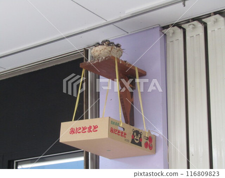 燕子孩子自立的日子快到了。 燕子孩子自立的日子快到了。 116809823