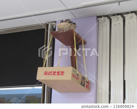 燕子孩子自立的日子快到了。 116809824