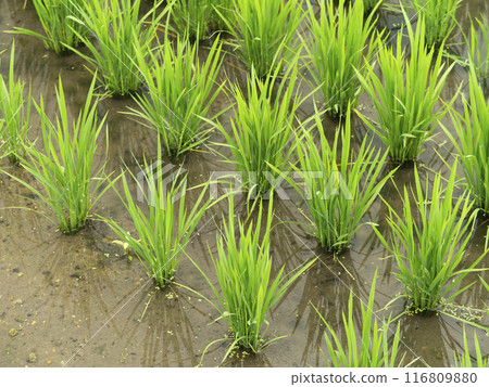 Paddy fields where new green seedlings grow Paddy fields where new green seedlings grow 116809880