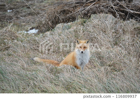 Withered grass and northern fox Withered grass and northern fox 116809937