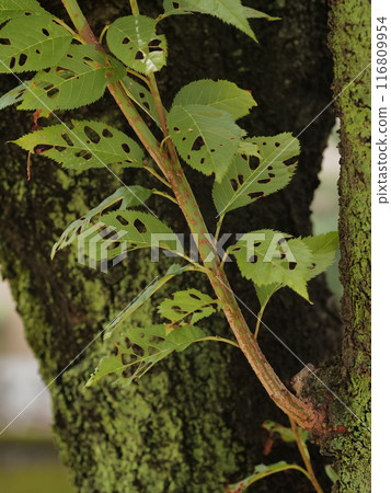 Insect-eaten leaves full of holes Insect-eaten leaves full of holes 116809954