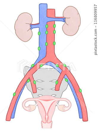 骨盆腔淋巴結和主動脈旁淋巴結圖解 - 易於理解的人體解剖圖 116809957
