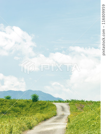 Rural landscape with grassland and footpath, summer 116809959