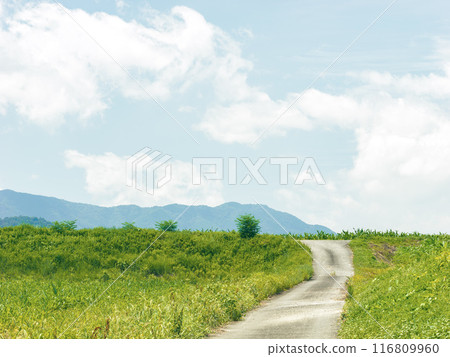 Rural landscape with grassland and footpath, summer Rural landscape with grassland and footpath, summer 116809960